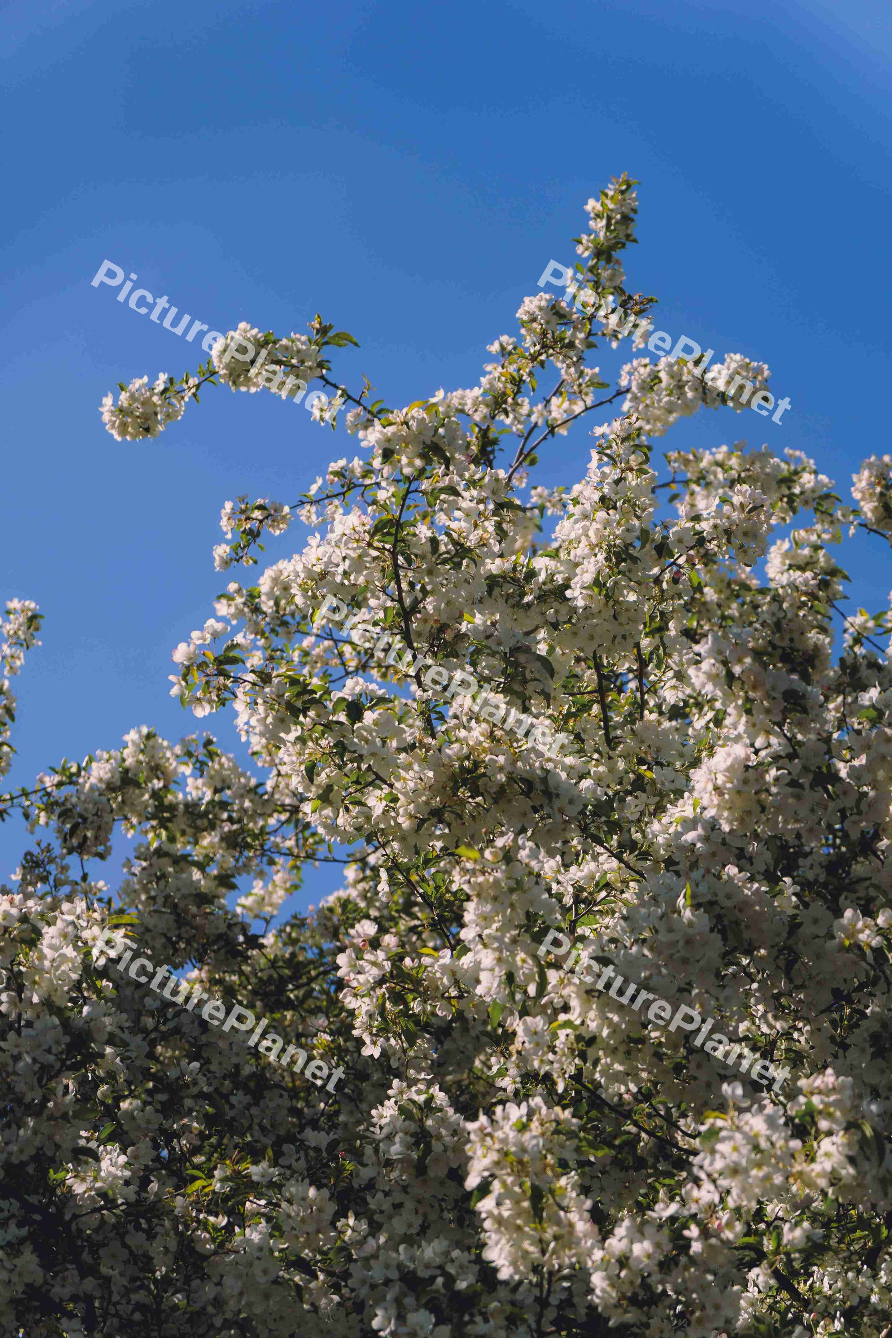 Cherry Blossom Tree